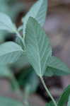 Arrowleaf sida